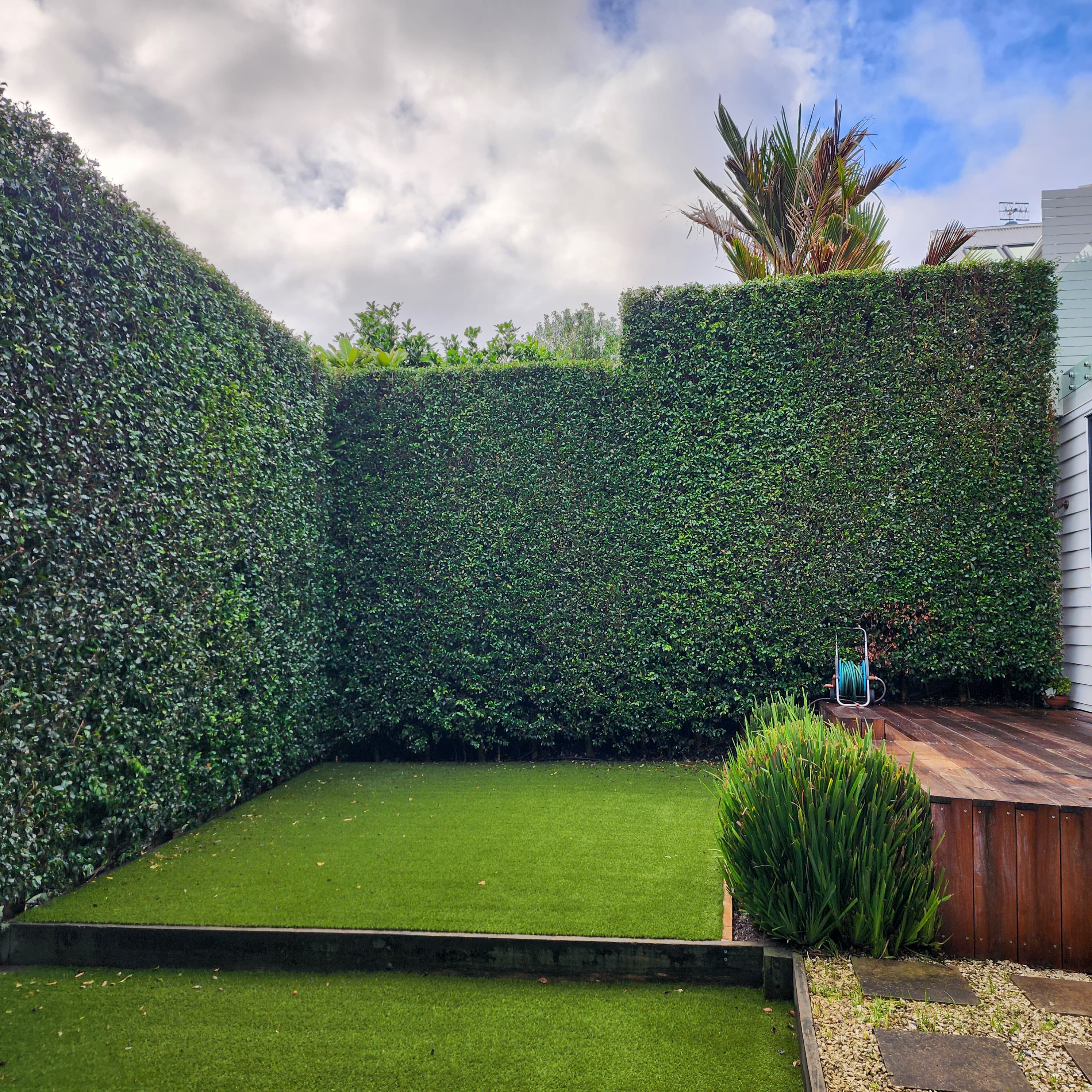 Freshly trimmed large Eugenia hedge at a home in Herne Bay.