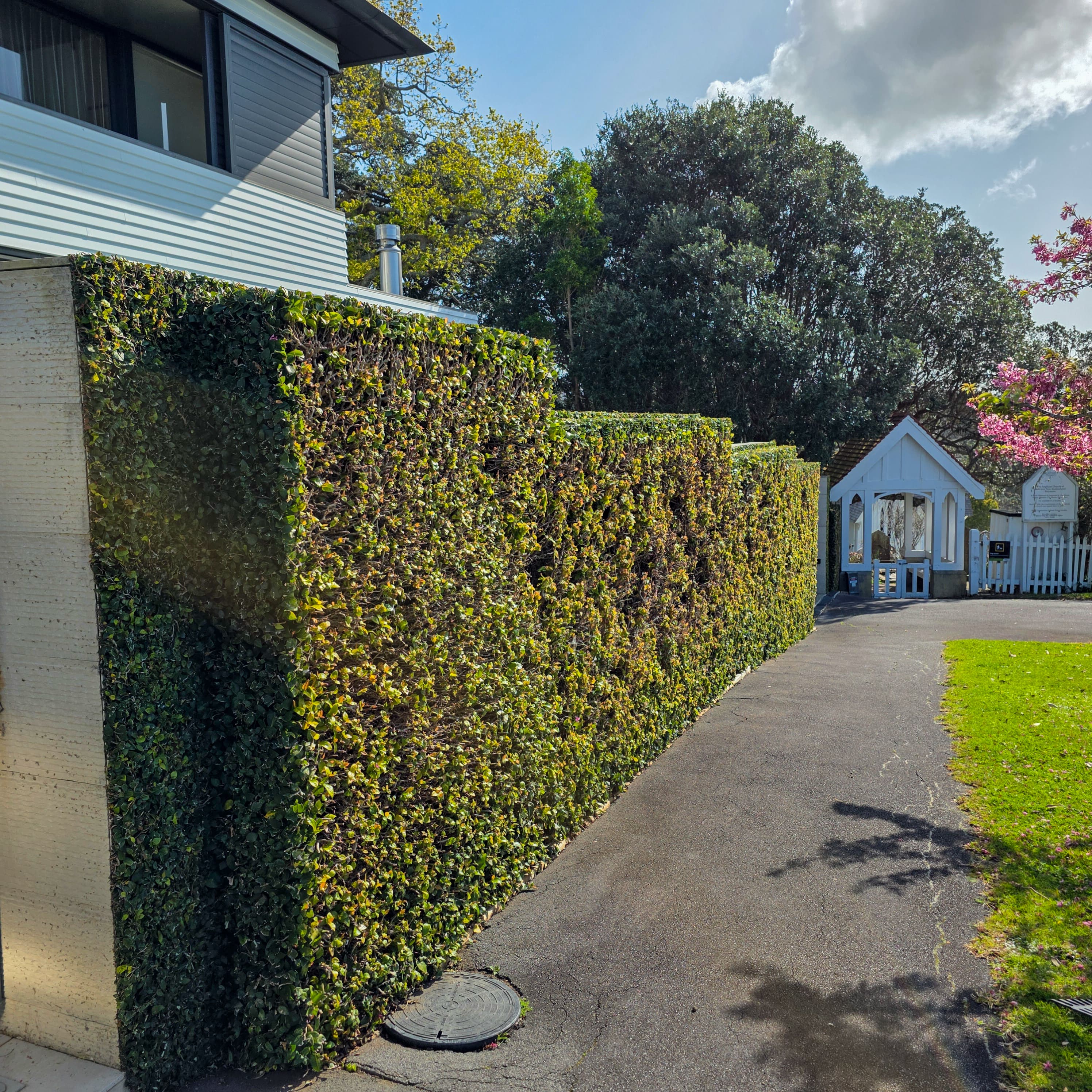 Trimmed Ficus hedge at a residential property in Parnell.