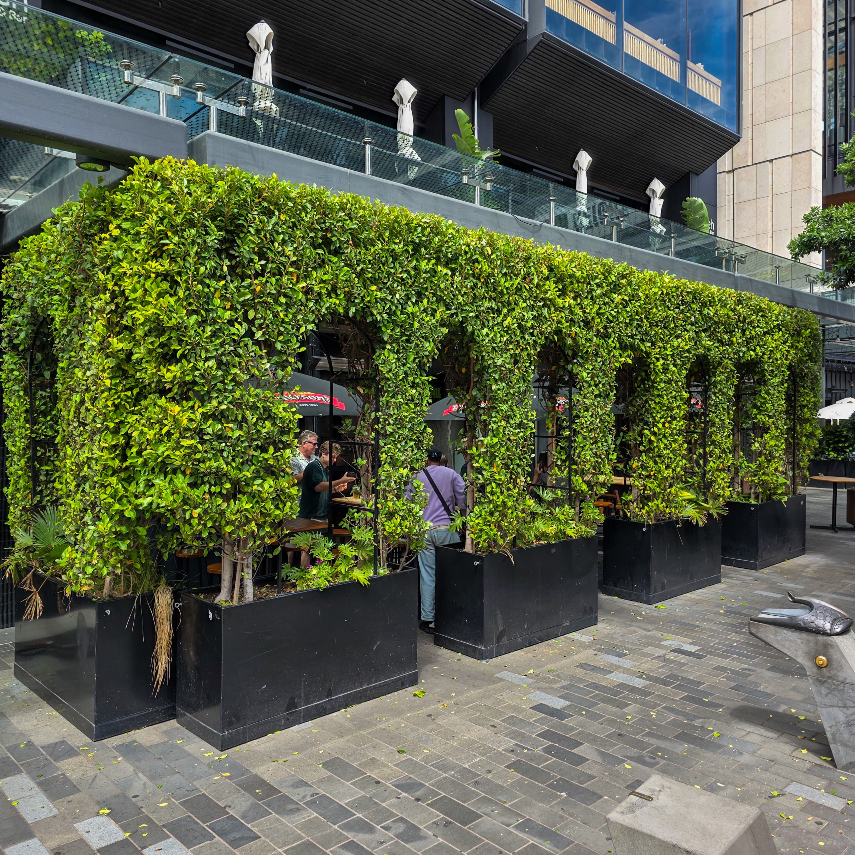 Shaped Ficus hedge at a commercial property in Auckland CBD.