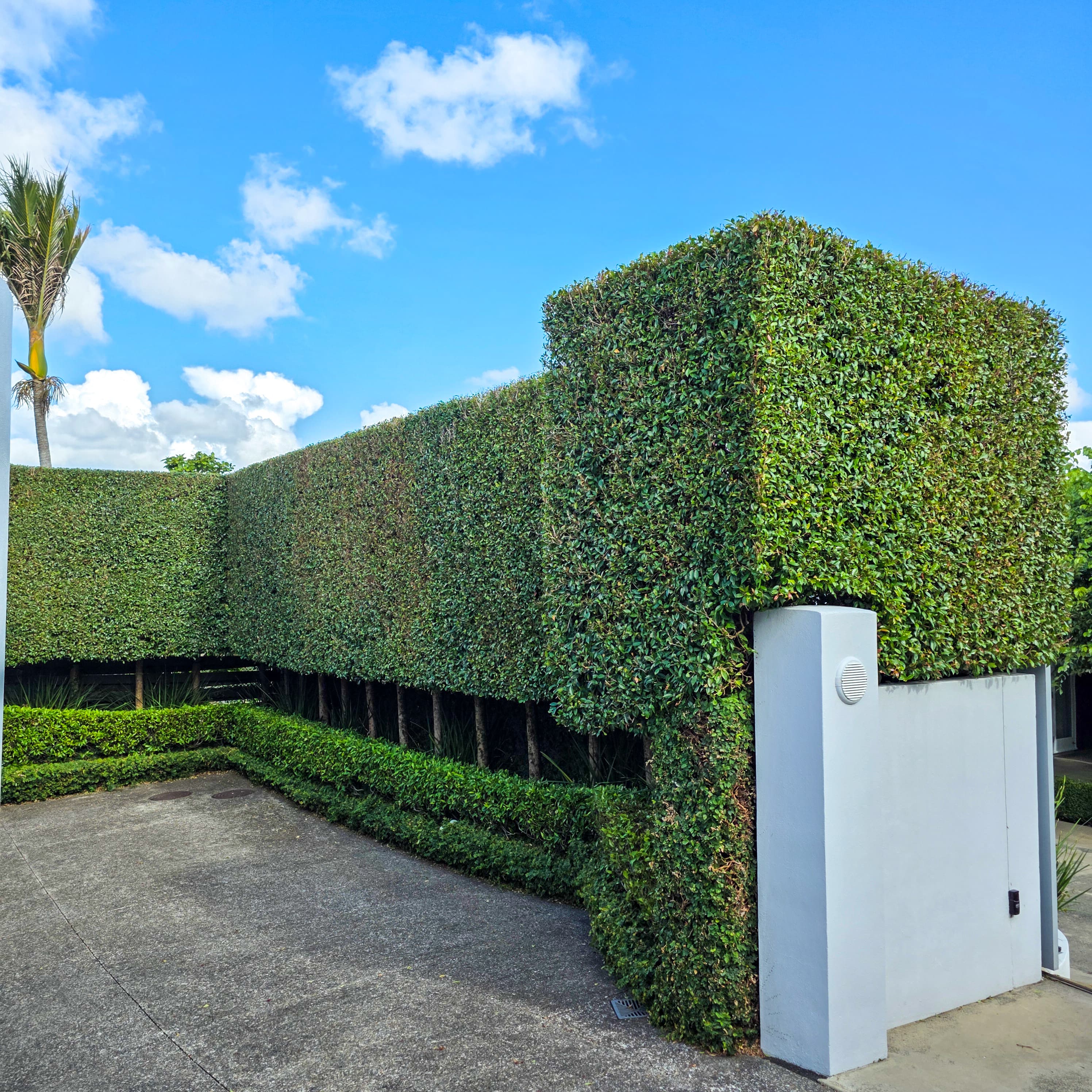 Large Eugenia hedge at a home in Remuera after trimming.
