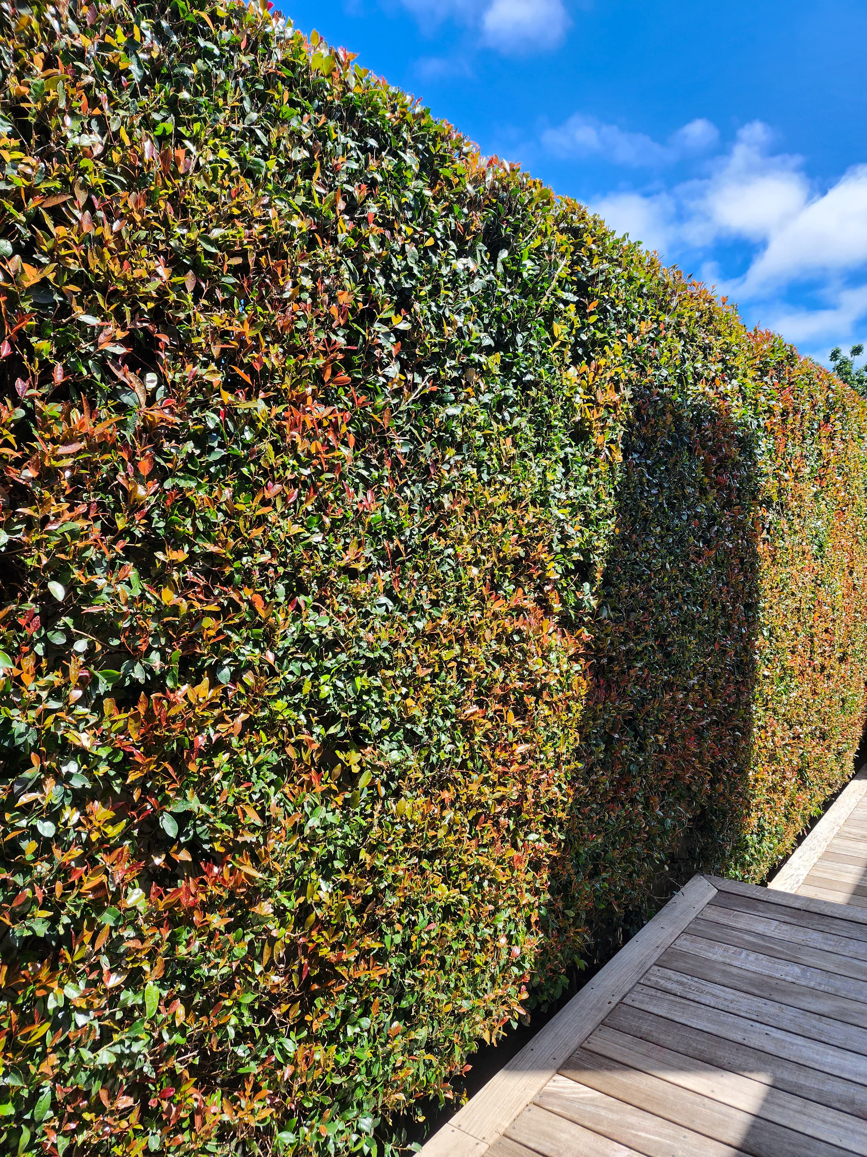 Freshly trimmed Eugenia hedge in Remuera.