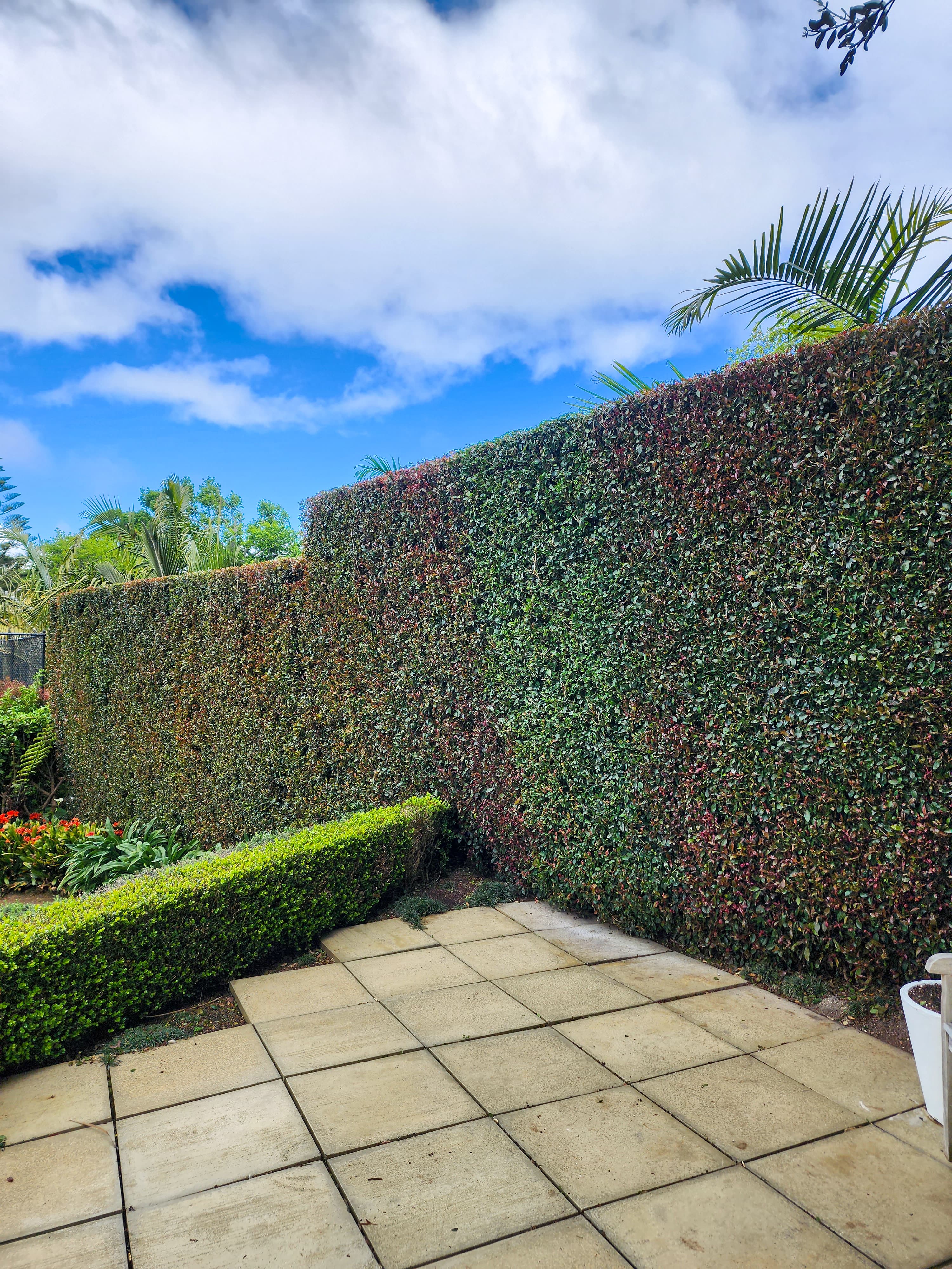 Large Eugenia hedge trimming completed in Remuera.