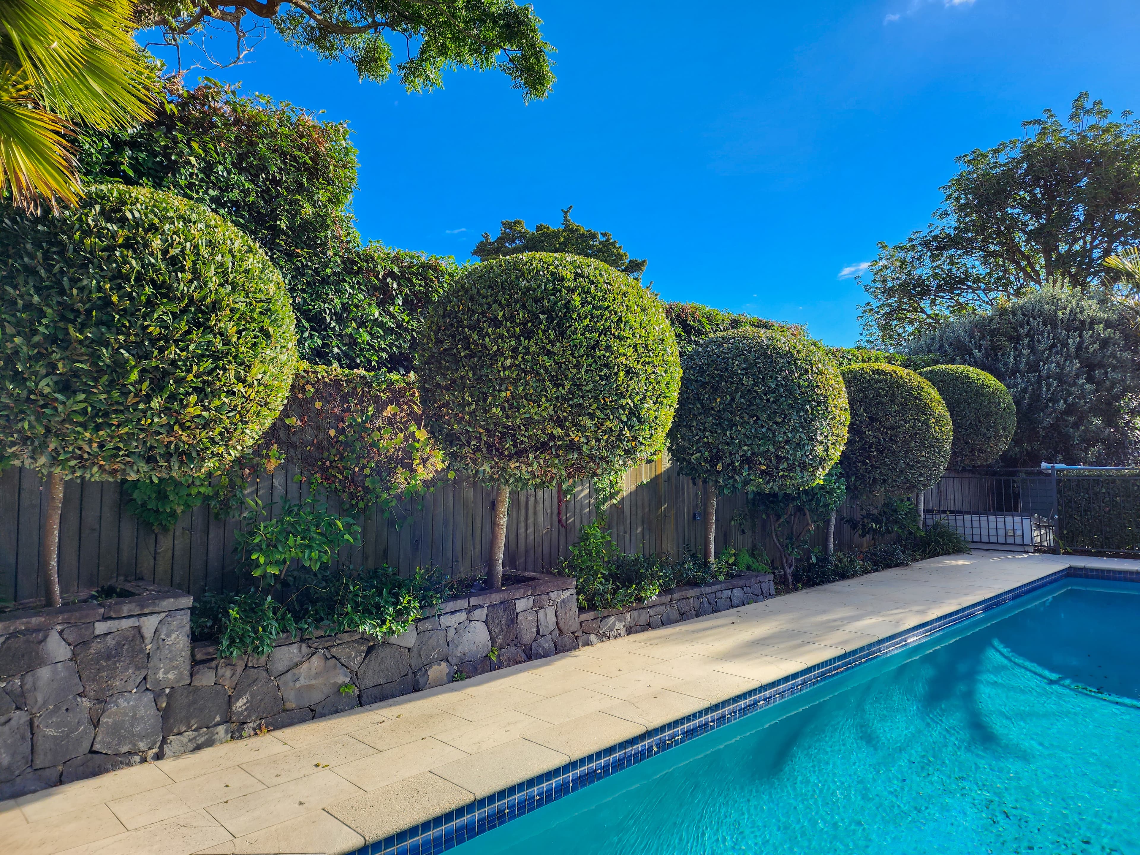 Bay tree topiaries at a residential property in Mount Eden.