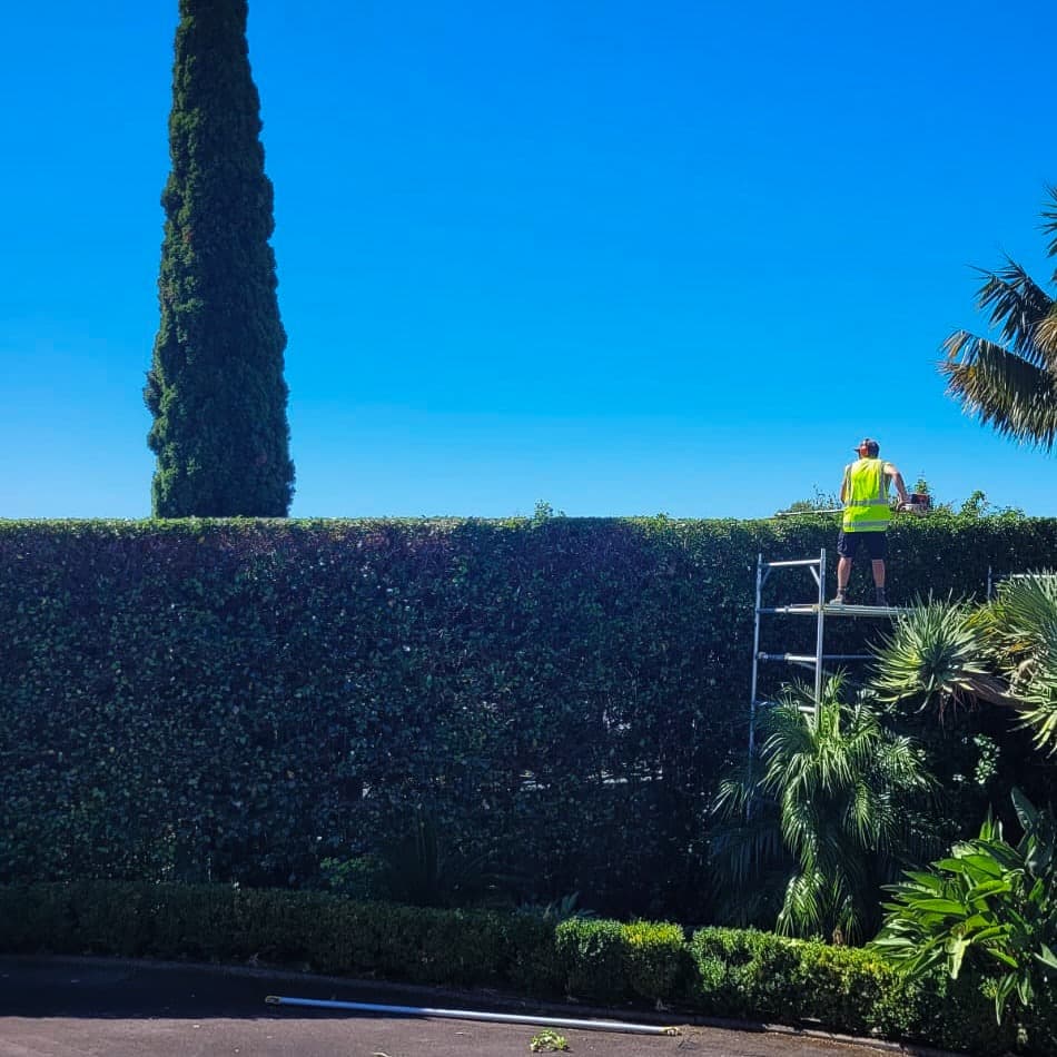 Hedge Masters crew trimming a tall boundary hedge to straight lines and clean edges in Auckland